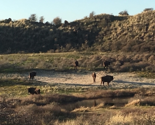 bison in netherlands